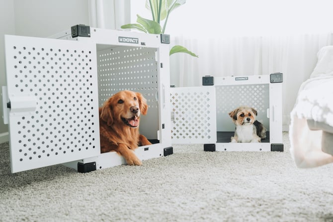 pexels-impact-dog-crates-1789722873-28380667