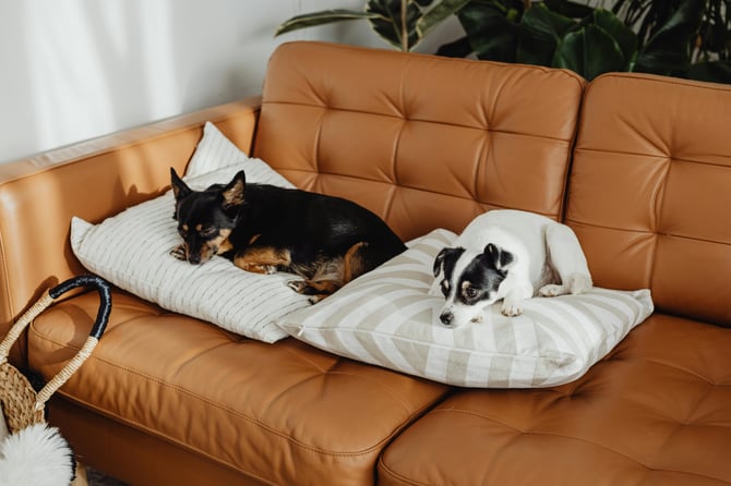 Dogs