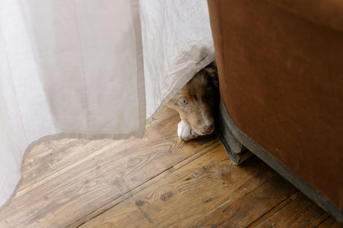 Shy dog
