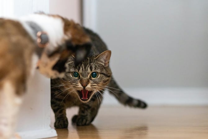 Angry cat